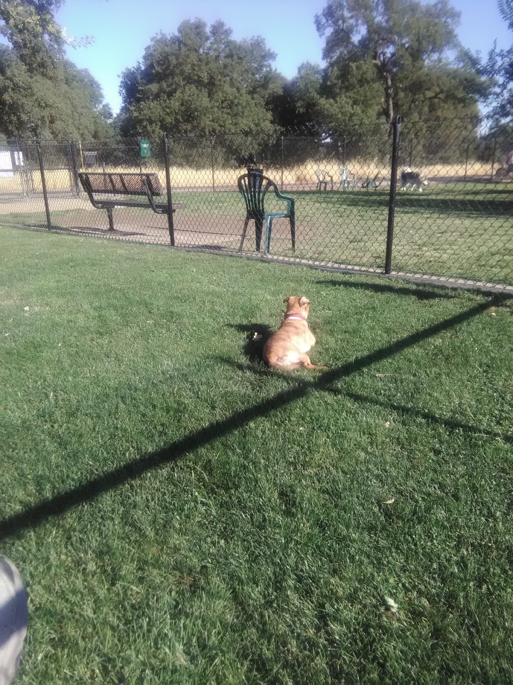 Hughes Park Off Leash Dog Park | 1600 Parkside Way, Roseville, CA 95747, USA | Phone: (916) 774-5200