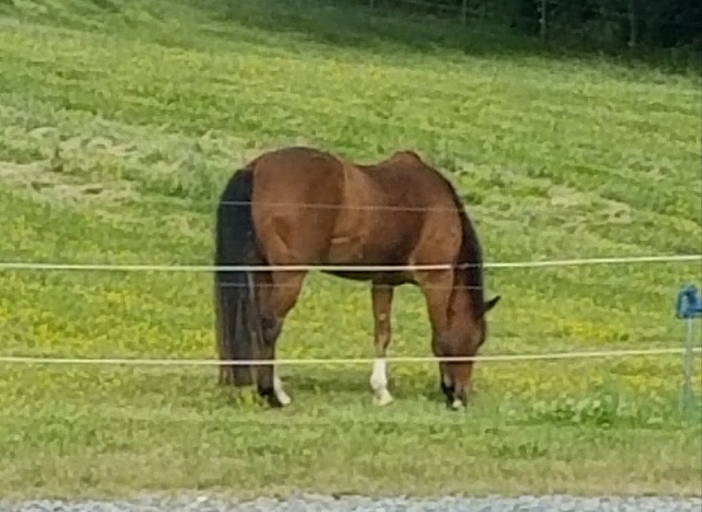 Mills Family Farm | 284 Barfield Rd, Mooresville, NC 28115, USA | Phone: (704) 960-2994