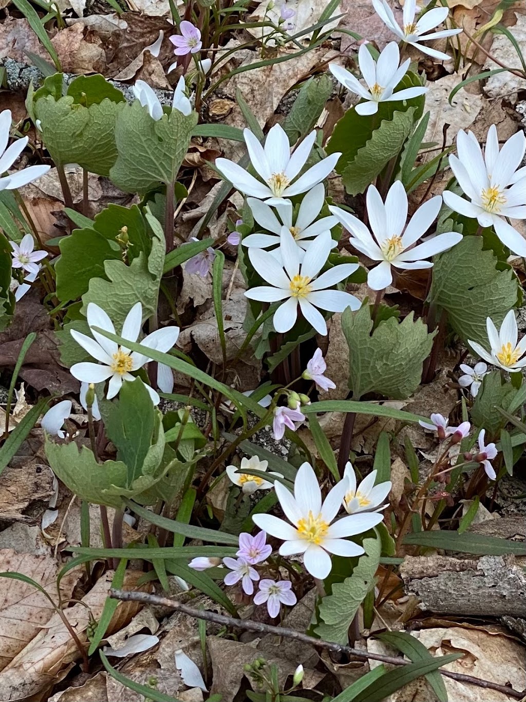 Kurtz Woods State Natural Area | Grafton, WI 53024, USA | Phone: (608) 266-0394