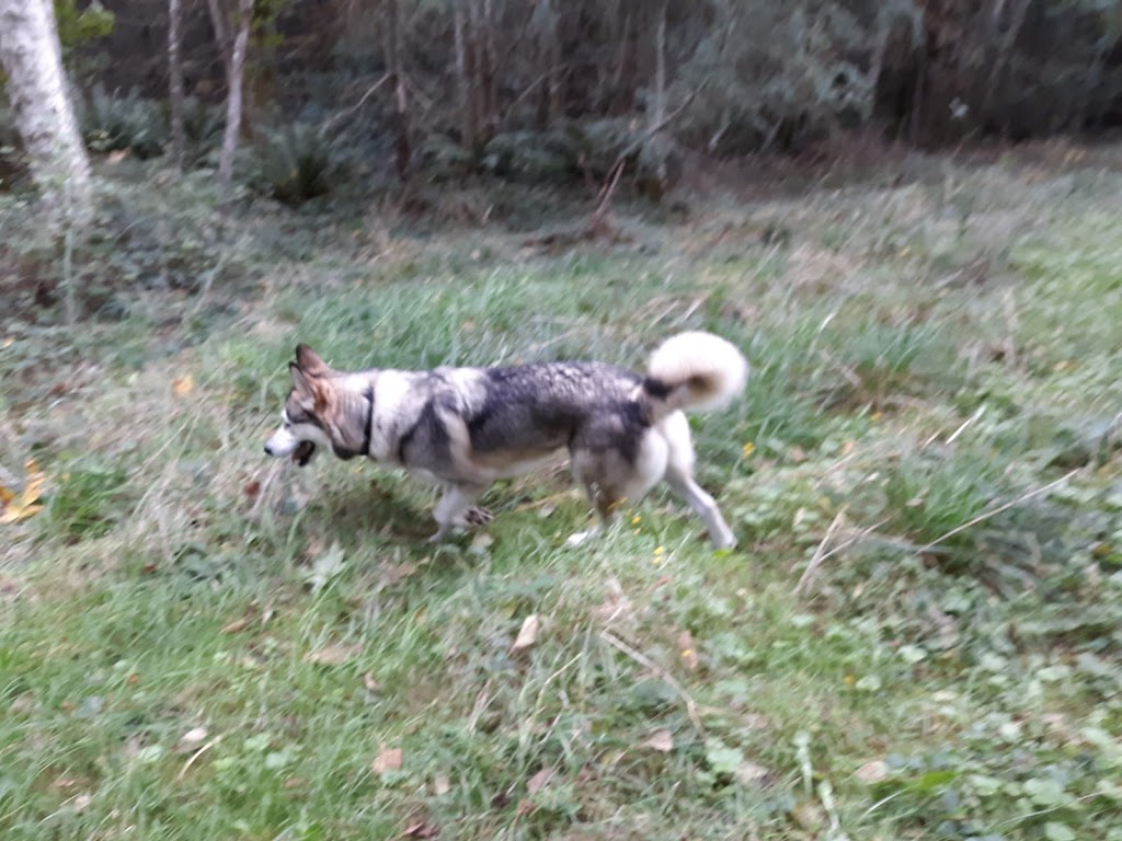 Big Valley Veterinary Services | 25297 Big Valley Rd NE, Poulsbo, WA 98370, USA | Phone: (360) 697-1650 Big Valley Veterinary Services | 25297 Big Valley Rd NE, Poulsbo, WA 98370, USA | Phone: (360) 697-1650