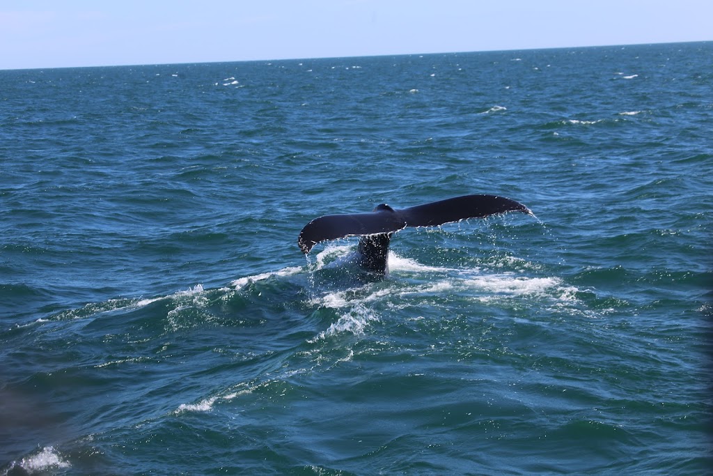 Dolphin Whale Watch | 307 Commercial St #1, Provincetown, MA 02657, USA | Phone: (508) 240-3636