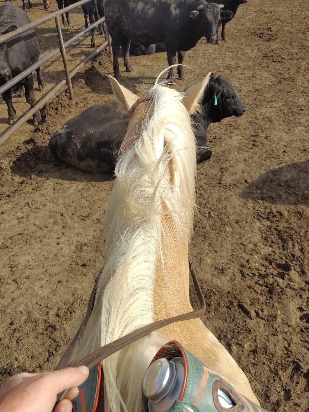 Storm Creek Horse Co. Farm & Rescue | 10518 W Boundary Rd, Pretty Prairie, KS 67570, USA | Phone: (316) 303-2497