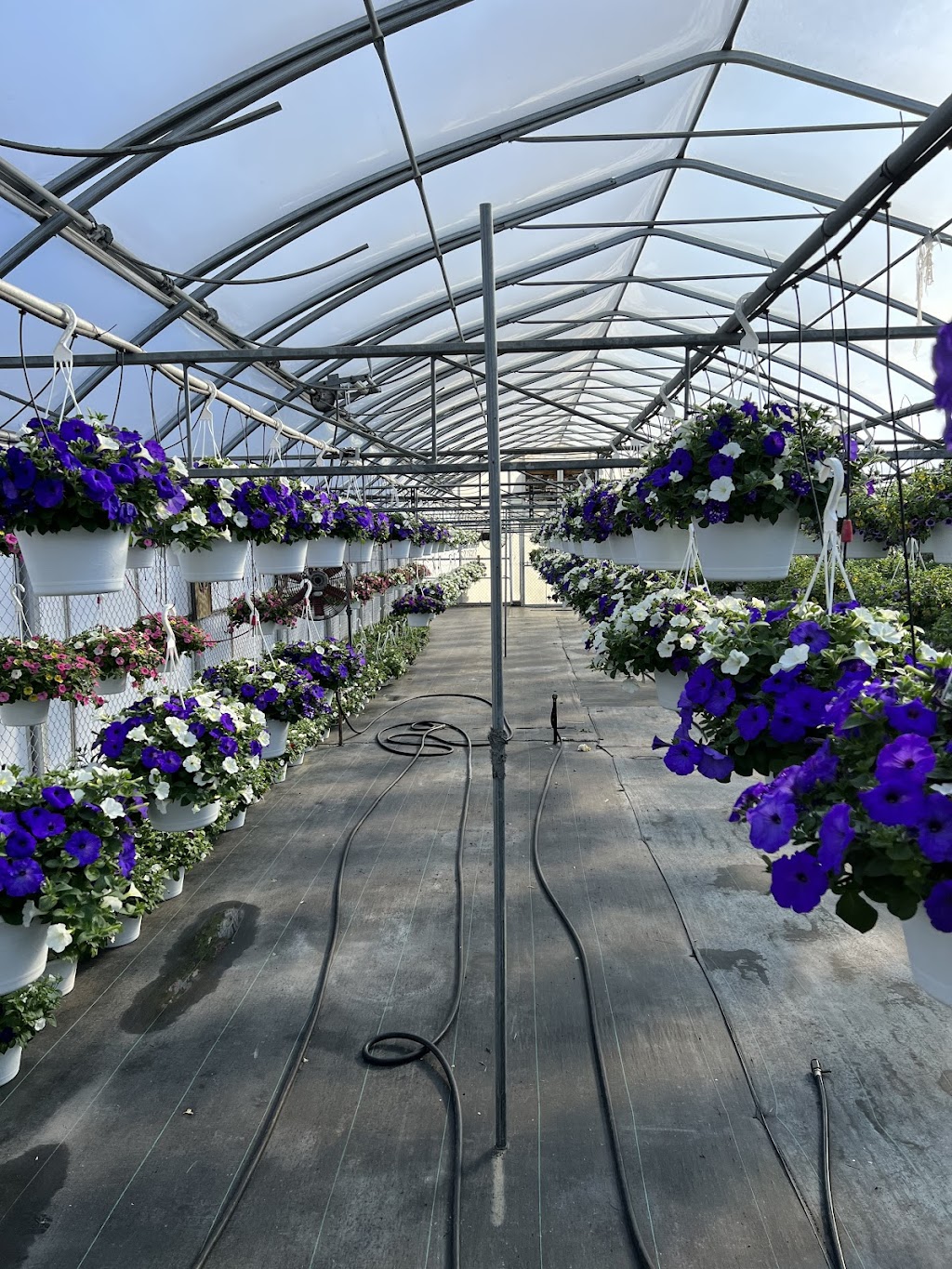 Rush Garden Center Greenhouse | 30617 Henry Ruff Rd #2025, Romulus, MI 48174, USA | Phone: (734) 721-7874