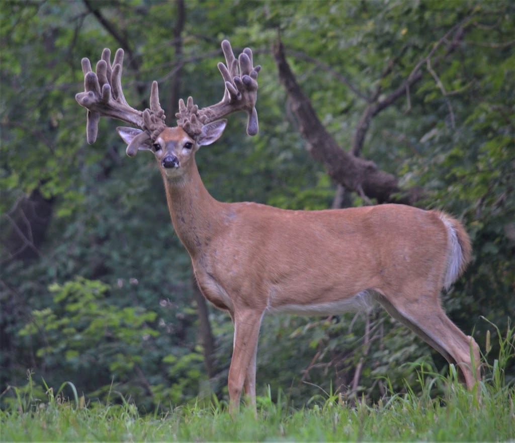 Antler Adventures | 891 Alexander Rd, Roberts, WI 54023, USA | Phone: (715) 293-9434