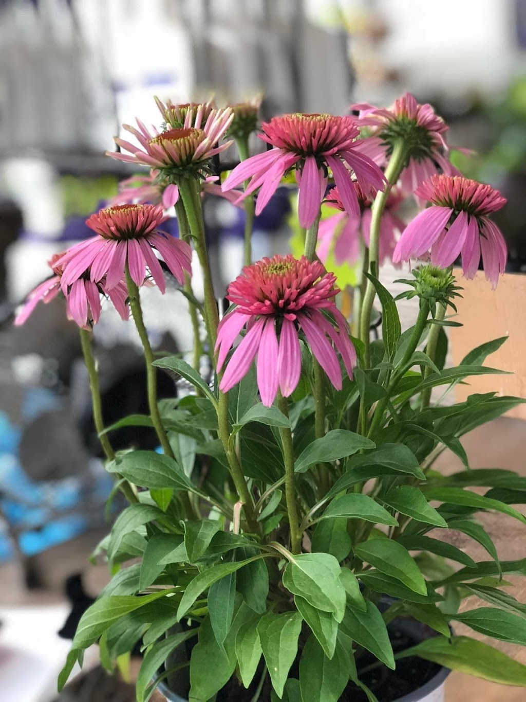 Premier Nursery | 1501 Airport Fwy, Euless, TX 76040, USA | Phone: (817) 685-0932