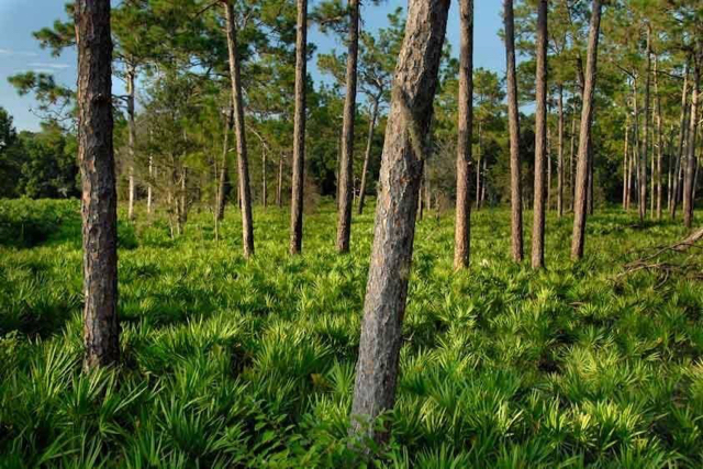 Deer Prairie Creek Horseback Riding | 7001 Forbes Trail, Venice, FL 34292, USA | Phone: (941) 220-5080