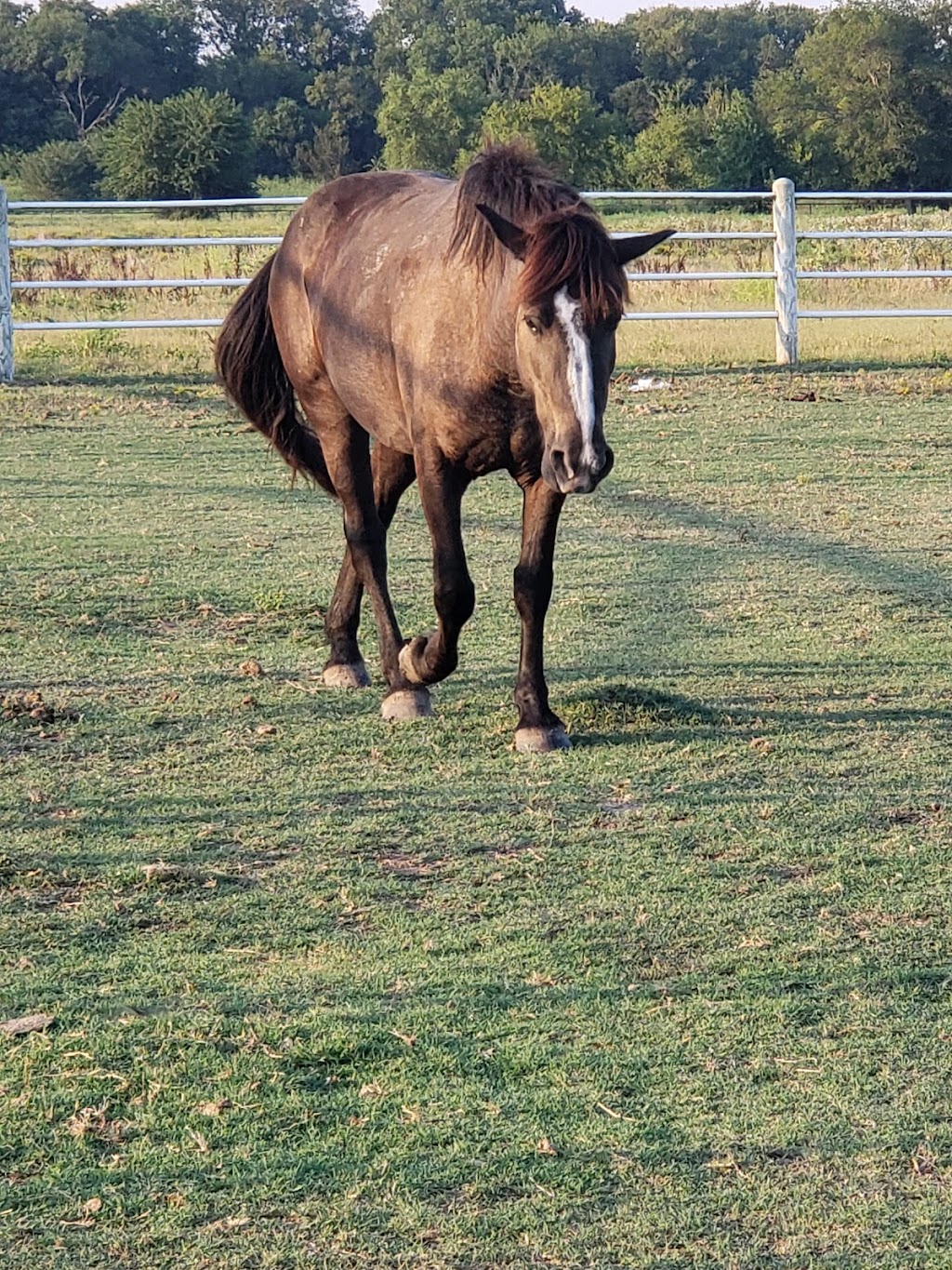 Twin Horn Ranch | 2856 US-380, Greenville, TX 75401, USA | Phone: (903) 423-6700