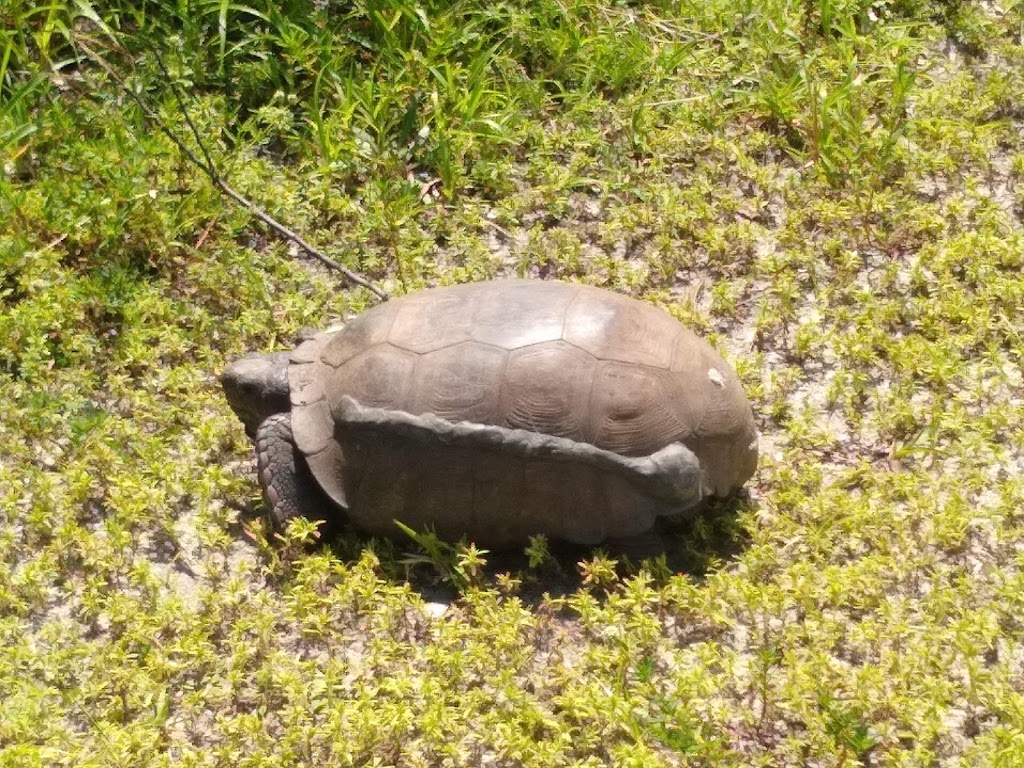 Boyd Hill Nature Preserve | 1101 Country Club Way S, St. Petersburg, FL 33705, USA | Phone: (727) 893-7326