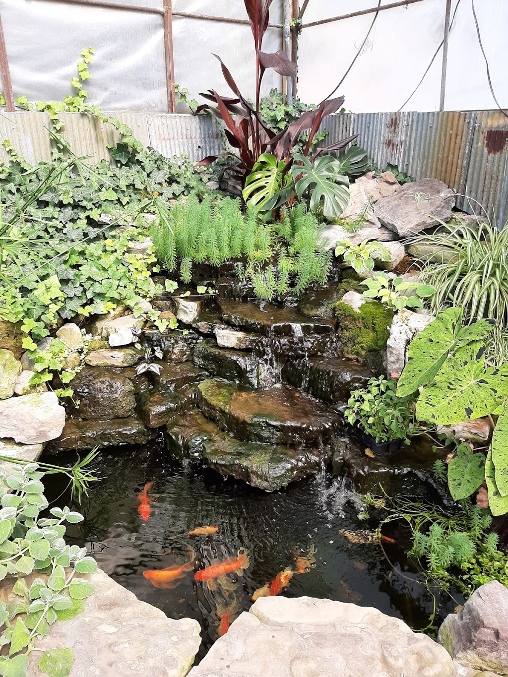 Scenic Landscapes, Water Garden Nursery & Garden Center | 5911 W Maple St, Wichita, KS 67209, USA | Phone: (316) 942-4861