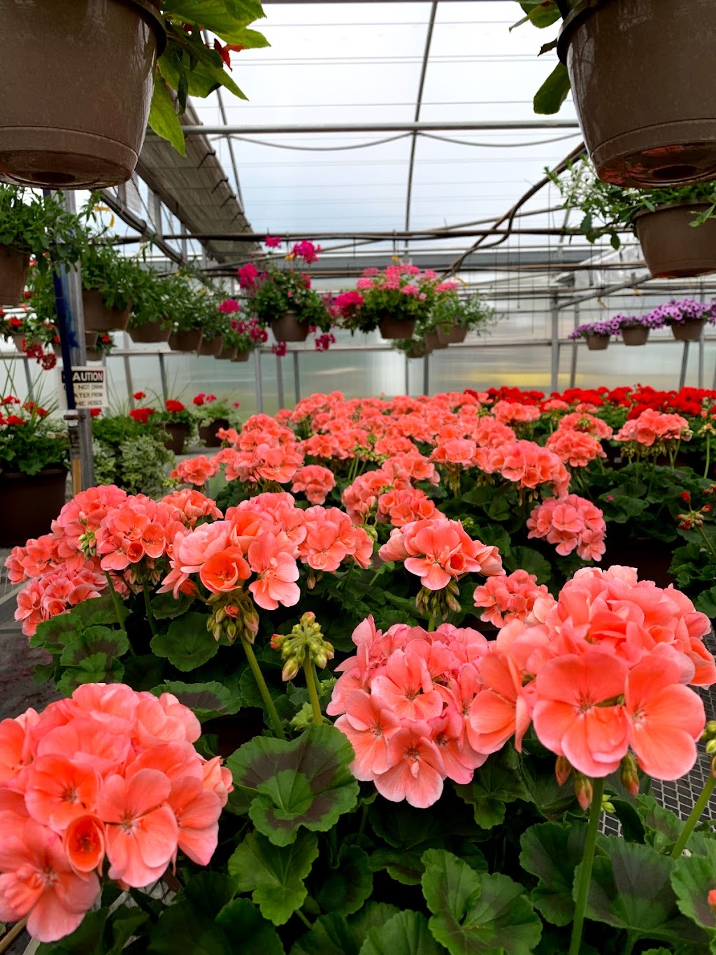 Nelson Nursery Garden Center | 25834 Main St, Zimmerman, MN 55398, USA | Phone: (763) 856-2441