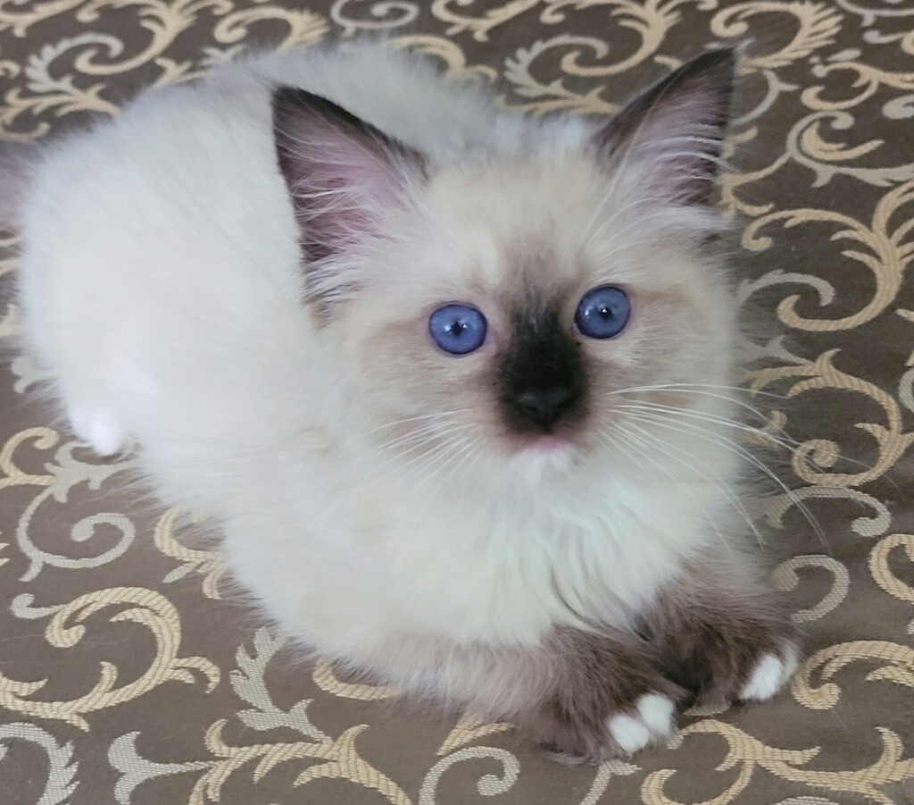 Cashmere Ragdolls | 35295 County 4 Blvd, Goodhue, MN 55027, USA | Phone: (507) 202-6131