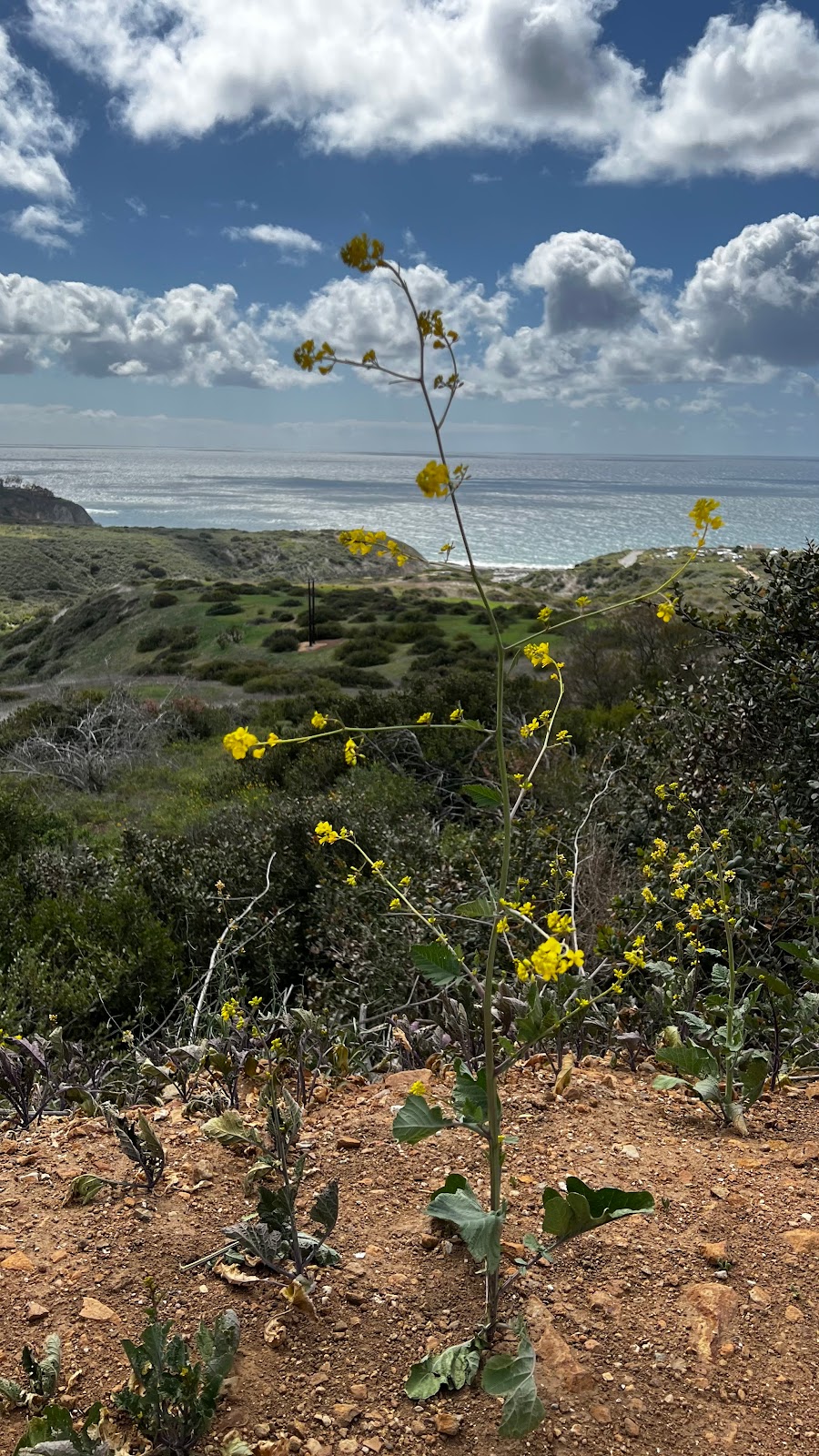 Lower Moro Parking Lot, Crystal Cove State Park | El Moro Canyon Trail, Laguna Beach, CA 92651, USA | Phone: (949) 494-3539