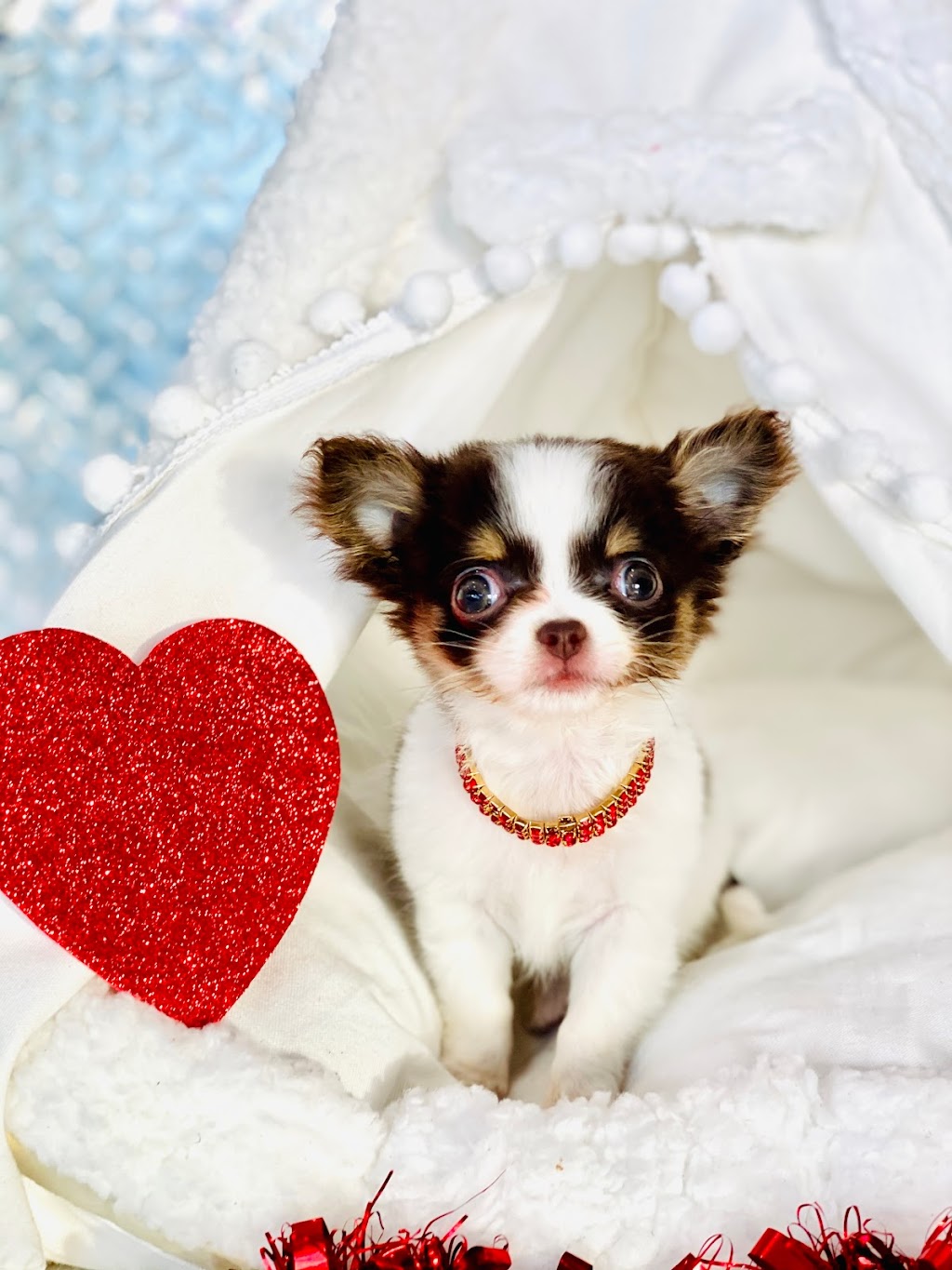 Tiny Paws Teacup & Toy Puppy Boutique | 18545 W Dixie Hwy, Aventura, FL 33180, USA | Phone: (305) 934-7889