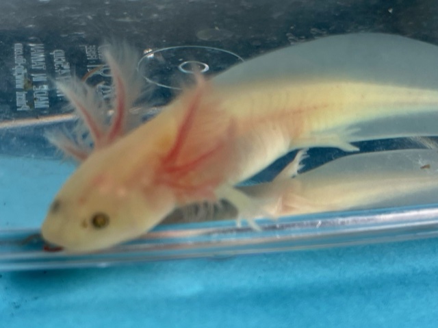 Happy axolotls | 478 Moore Ave, New Castle, PA 16101, USA | Phone: (516) 695-9415