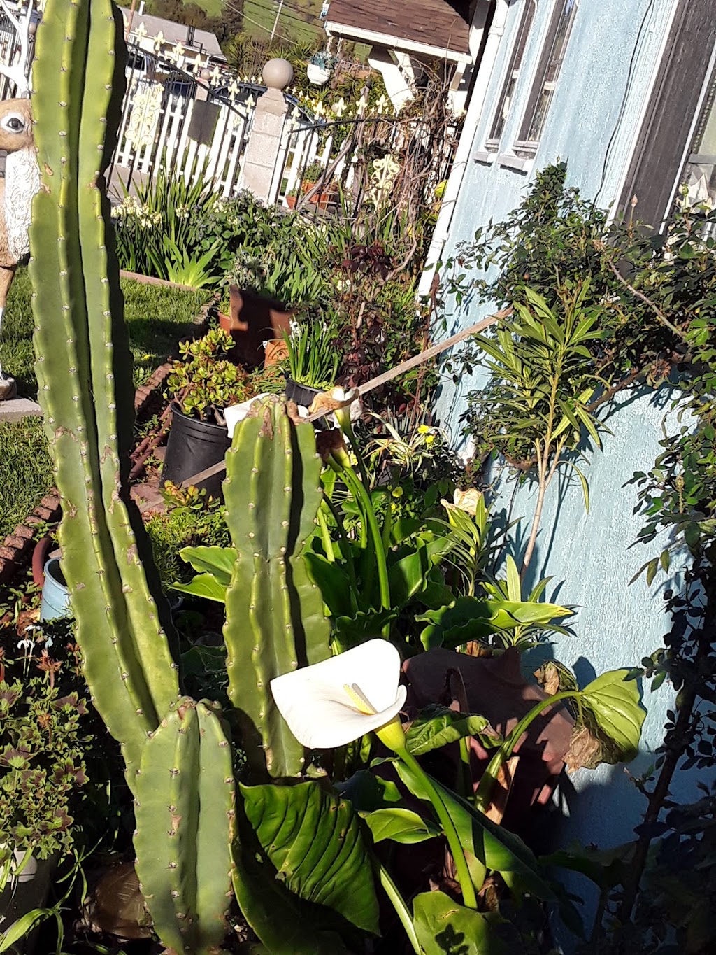 Tennyson Community Garden | 27035 Whitman St, Hayward, CA 94544, USA | Phone: (510) 670-4544