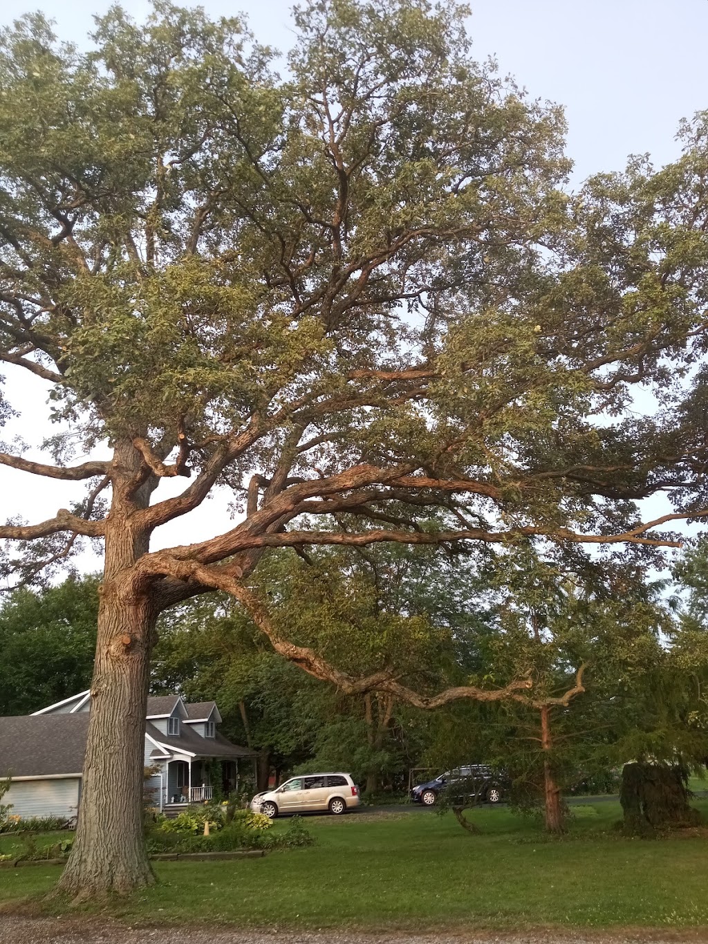 Arboriculture Prestige Tree Experts | 101 Rose St, Magnetic Springs, OH 43036 | Phone: (614) 571-3424