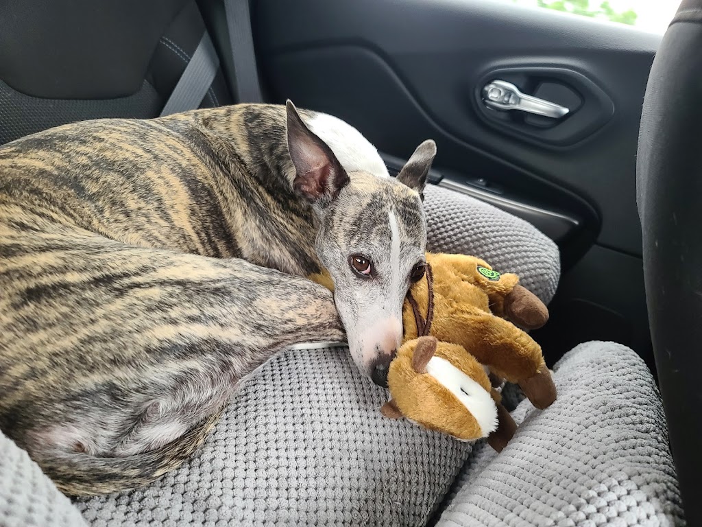 Whitelands Animal Hospital | 530 Lancaster Ave, Malvern, PA 19355, USA | Phone: (610) 644-6996