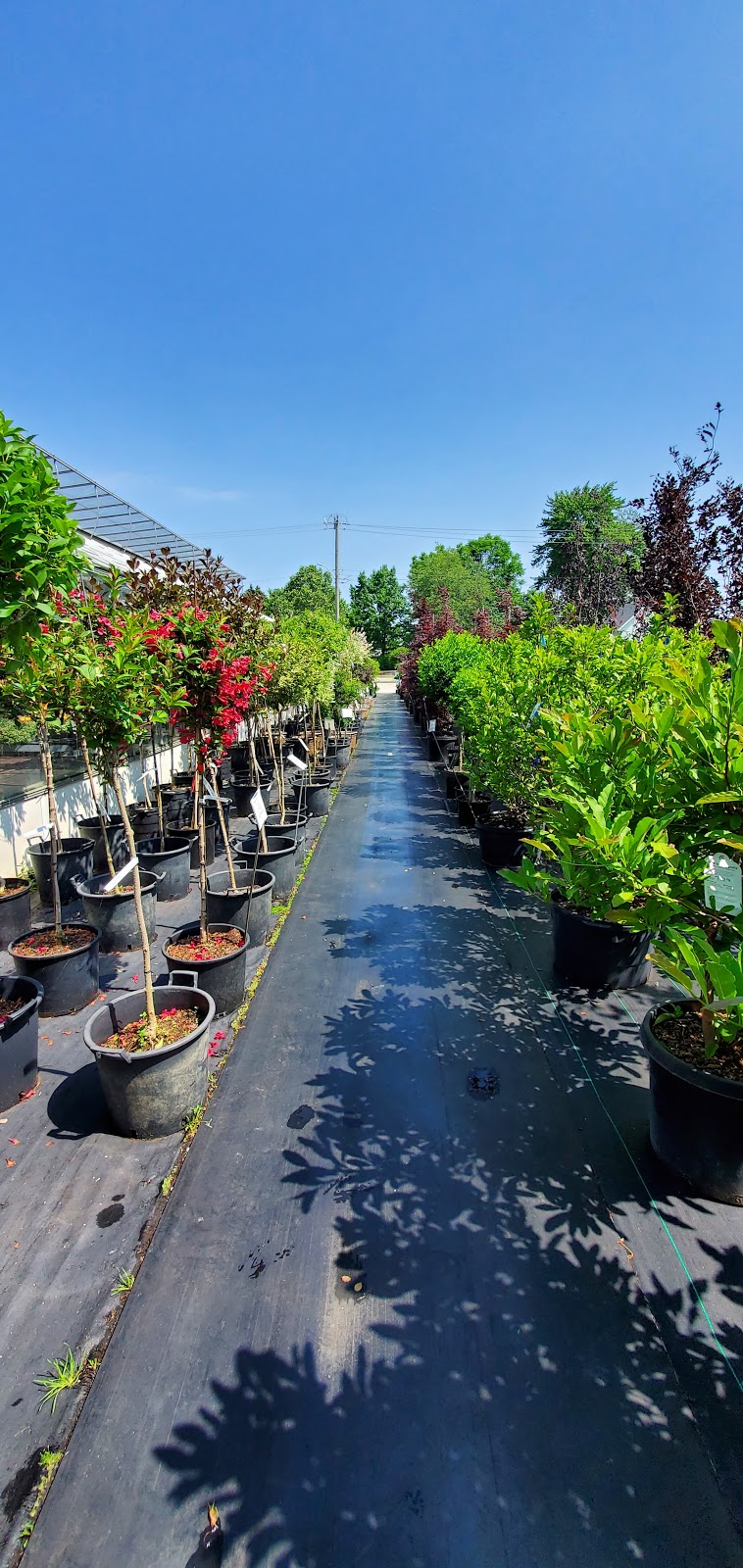 Ruthven Nursery & Garden Centre | 1611 Talbot Rd, Ruthven, ON N0P 2G0, Canada | Phone: (519) 326-4019