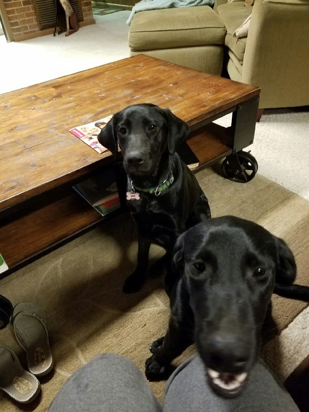 Happy Tails Groom & Board | 1411 US-61 South, Tunica, MS 38676, USA | Phone: (662) 357-8003