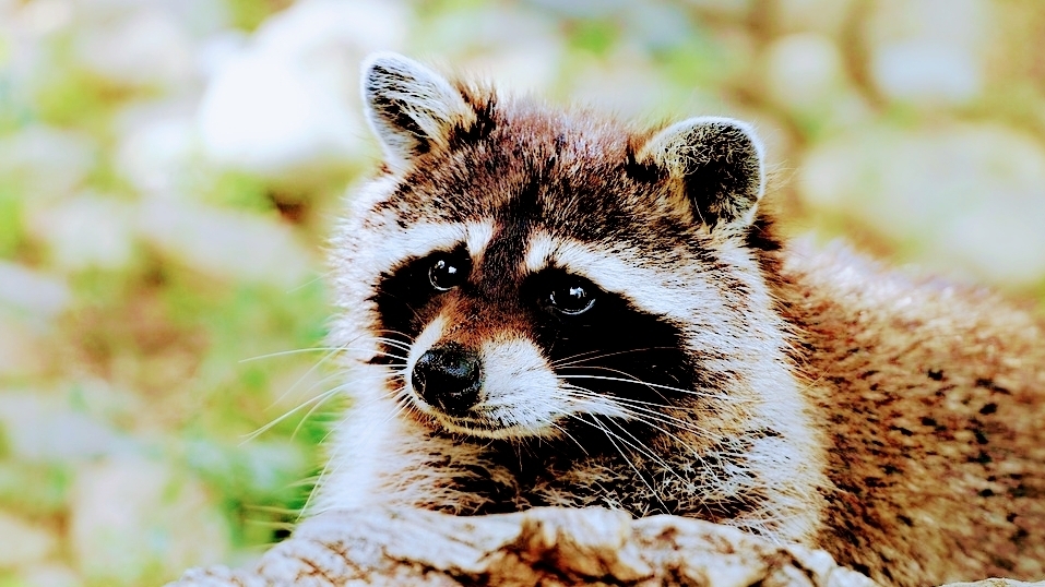 Conscious Critter Removal | 113 Cloverdale Ln, Williamstown, NJ 08094, USA | Phone: (609) 501-5613