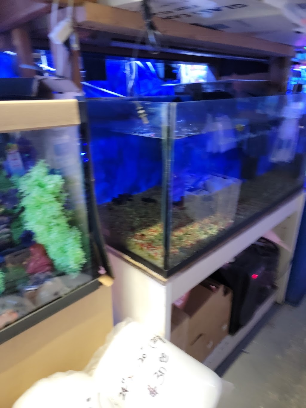 Kissena Aquarium Inc | 4630 Kissena Blvd, Queens, NY 11355, USA | Phone: (718) 358-0761