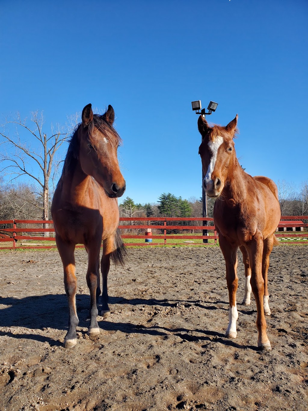 Catskill Equestrian Center | 118 Castle Rd, Catskill, NY 12414, USA | Phone: (518) 925-0095