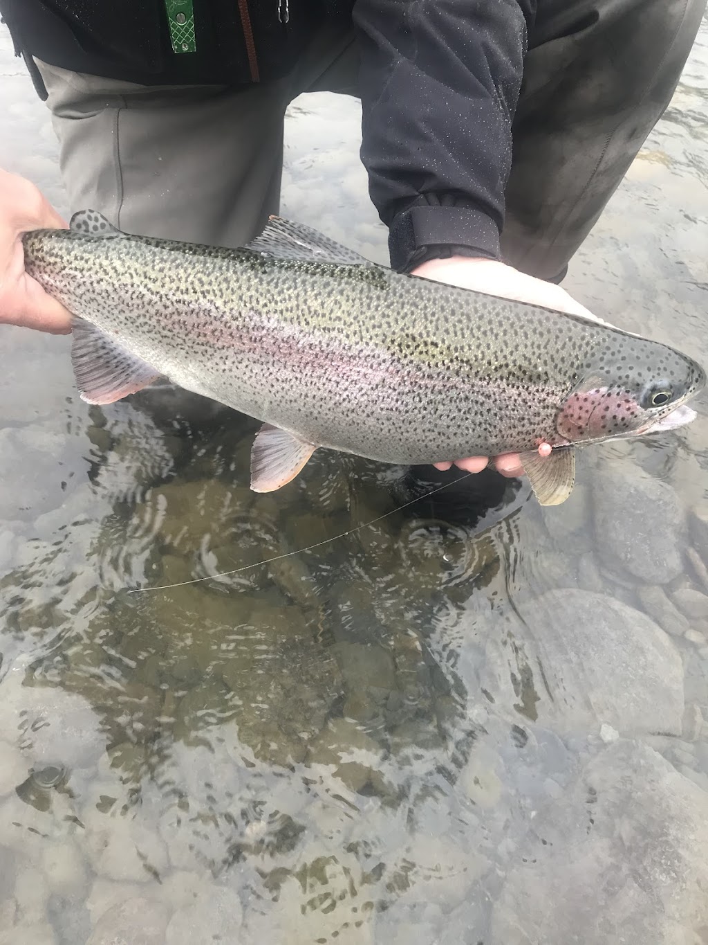 Mystic Waters Fly Fishing | kenai River, Cooper Landing, AK 99572, USA | Phone: (509) 715-9697