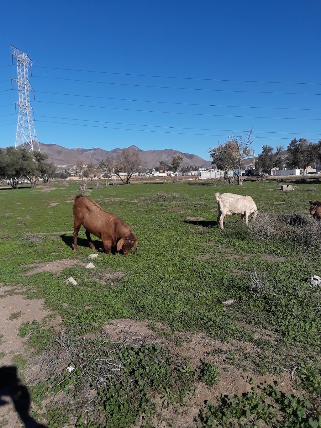 Parque Tijuana Progreso | Tijuana Progreso, Quintas Campestres El Florido, 22260 Tijuana, B.C., Mexico | Phone: 664 360 6883