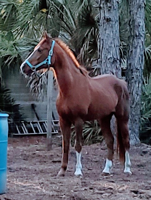 Transitions Equine Services, Llc | 12946 Grover Rd, Jacksonville, FL 32226 | Phone: (904) 707-3113