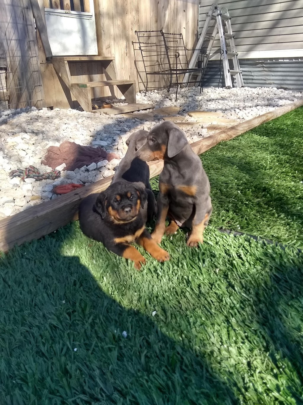 T & A Dobermans and Rottweilers ( By Appointments Only) | 2701 Co Rd 475, Thrall, TX 76578, USA | Phone: (512) 269-1859