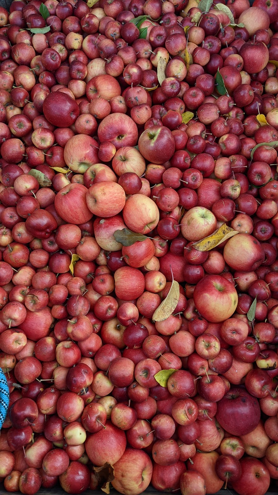 Browns Orchard and Cider Company | 267 Southview Rd, McDonald, PA 15057, USA | Phone: (724) 356-7960