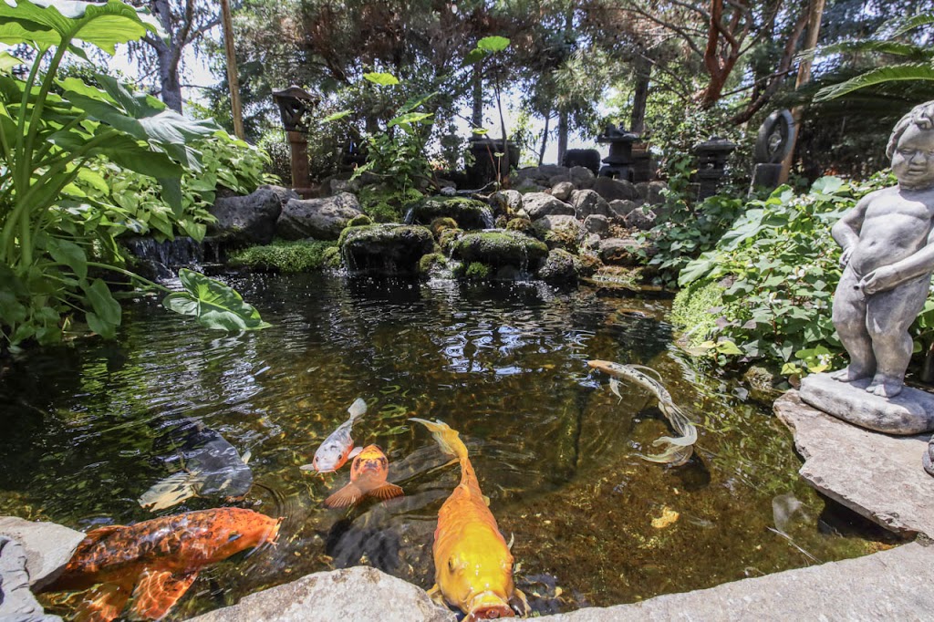 Creative Water Gardens Nursery, Ponds, & Fountains | 19777 McHenry Ave, Escalon, CA 95320, USA | Phone: (209) 838-8650