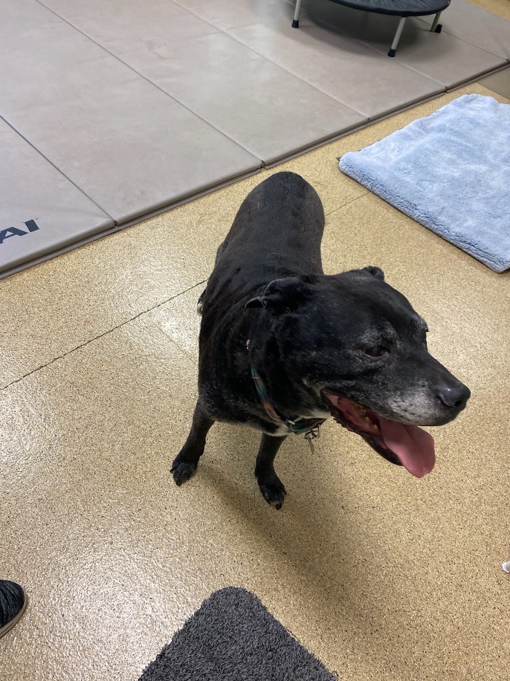 Comfort Care Veterinary Services | 41740 Michigan Ave, Canton Township, MI 48188, USA | Phone: (248) 429-9866