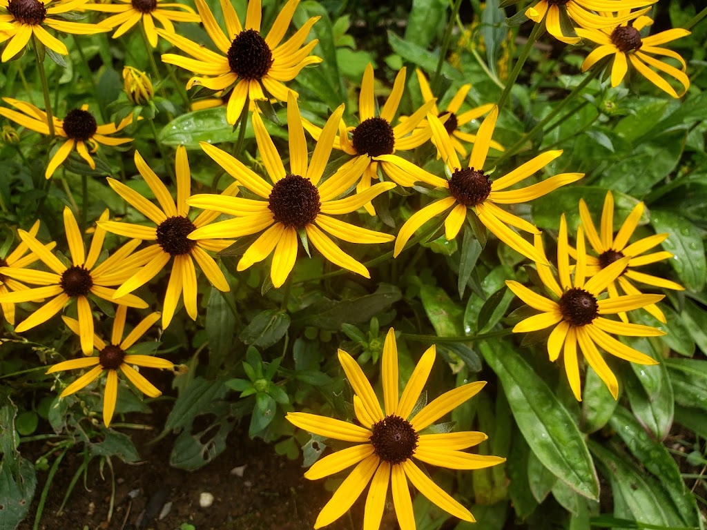 WSU Master Gardener Demonstration Garden | 6915 Armar Rd, Marysville, WA 98270, USA | Phone: (425) 338-2400