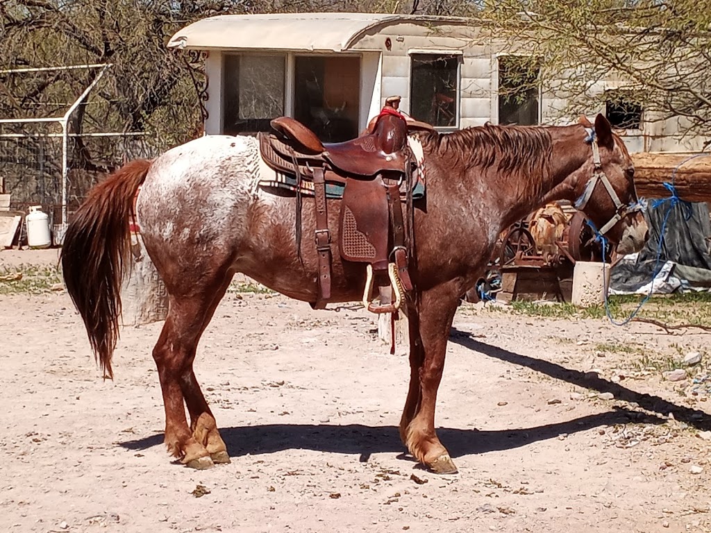 Bettys Trail Rides | Castle Hot Spring Rd, Morristown, AZ 85342, USA | Phone: (928) 925-2488