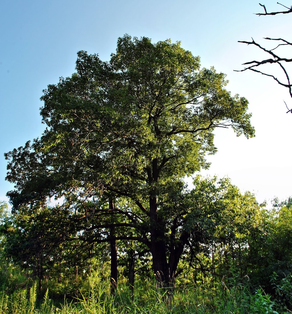 Rose Lake State Natural Area | W6509 Jones Ln, Fort Atkinson, WI 53538, USA | Phone: (920) 674-7260