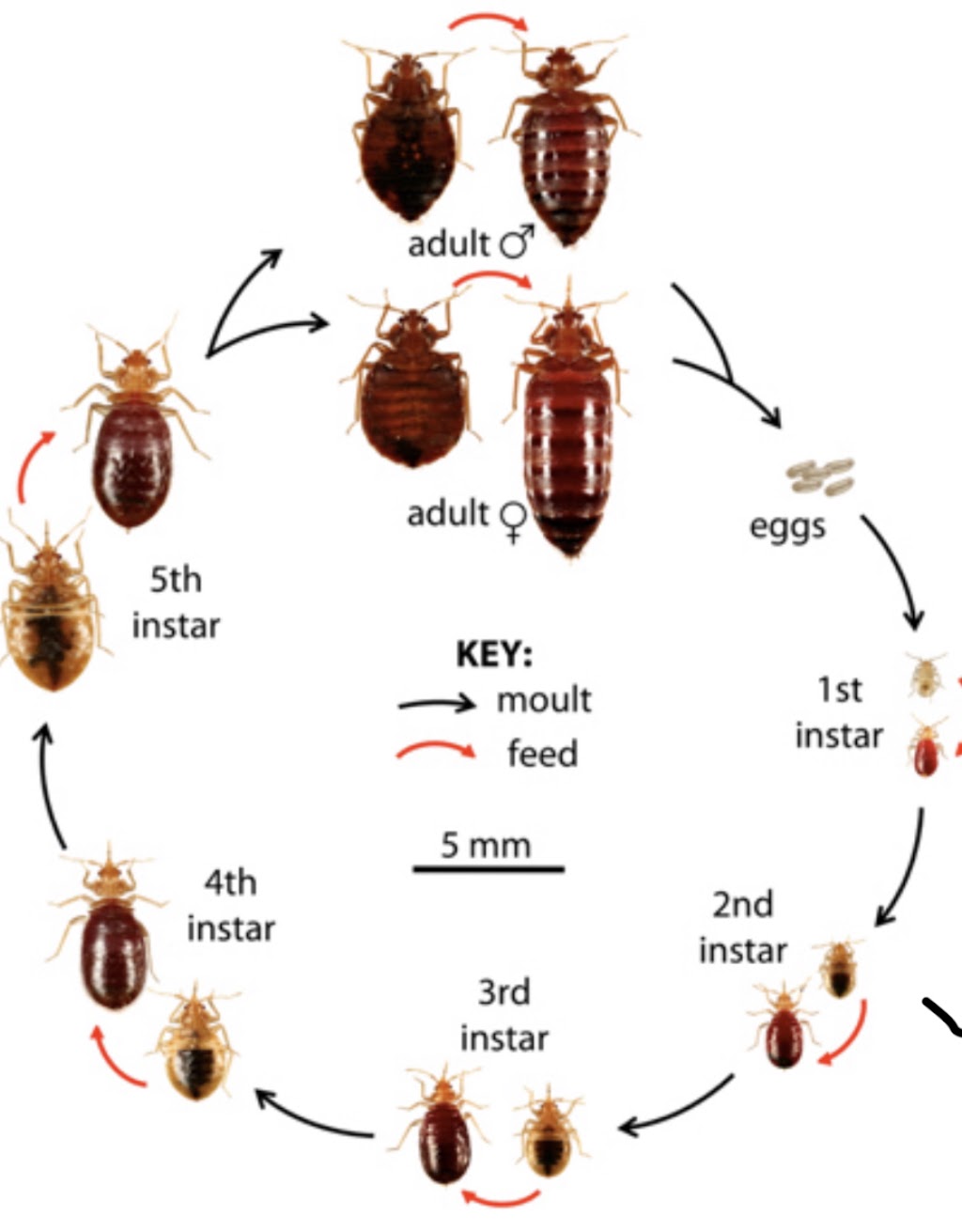 Advanced Bed Bugs & Pest Services | 1929 Golden Heights Rd Suite #408, Fort Worth, TX 76177, USA | Phone: (682) 305-4971