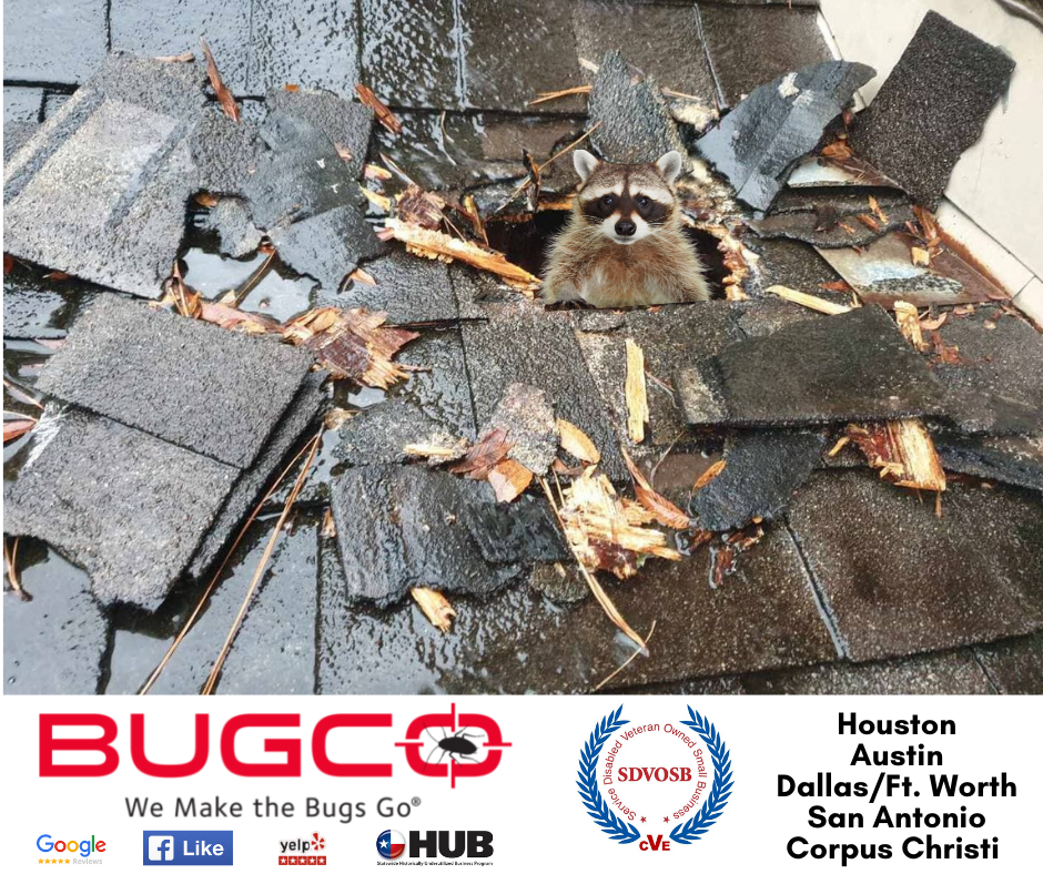 BUGCO Pest Control | 137 Serenity Dr, Boerne, TX 78006, USA | Phone: (210) 340-2847