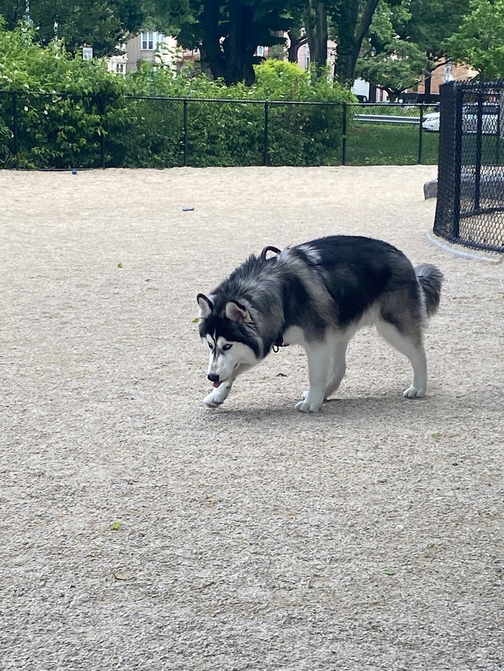 Bronx River Park Dog Run | Bronx Park East &, Boston Rd, Bronx, NY 10462, USA | Phone: (212) 639-9675