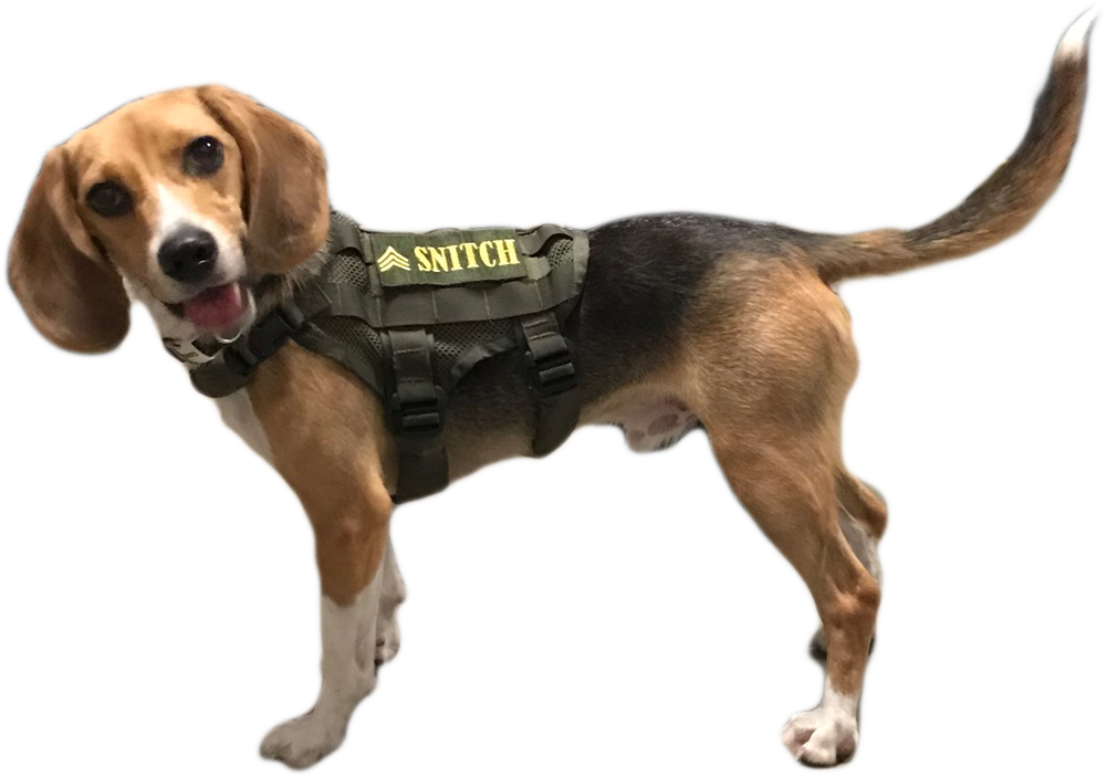 All American Pest Services | 6508 13th Ave E, Bradenton, FL 34208, USA | Phone: (941) 202-9270