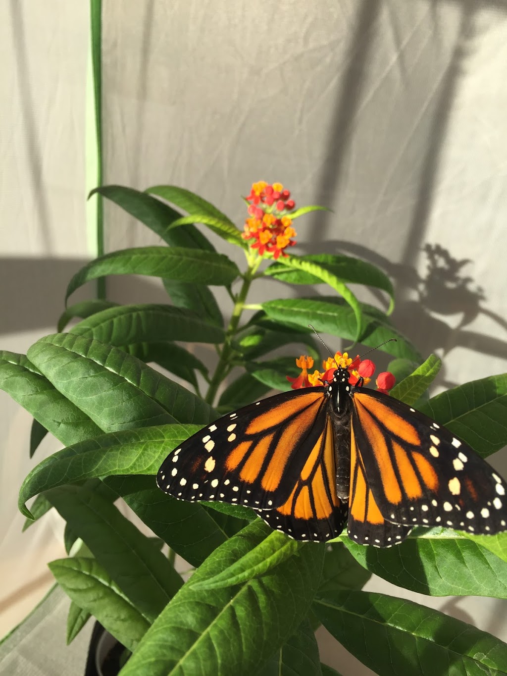 Press Butterfly Gardens | 38105 Via Taffia, Murrieta, CA 92563, USA | Phone: (951) 218-9776