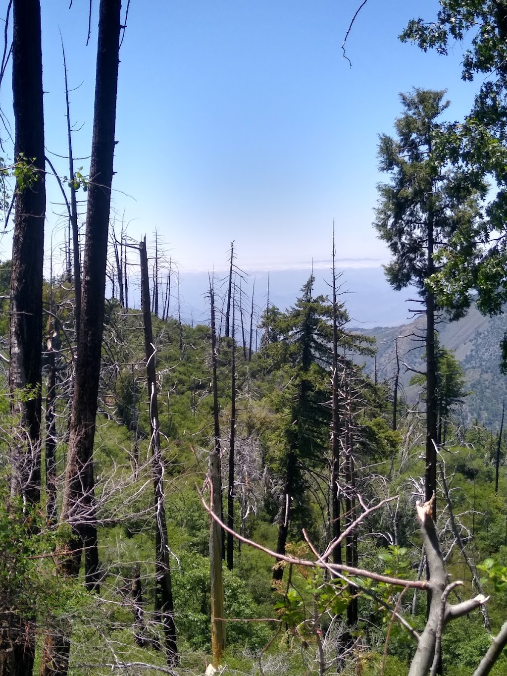 Palomar Mountain State Park | 19952 State Park Drive, Palomar Mountain, CA 92060, USA | Phone: (760) 742-3462