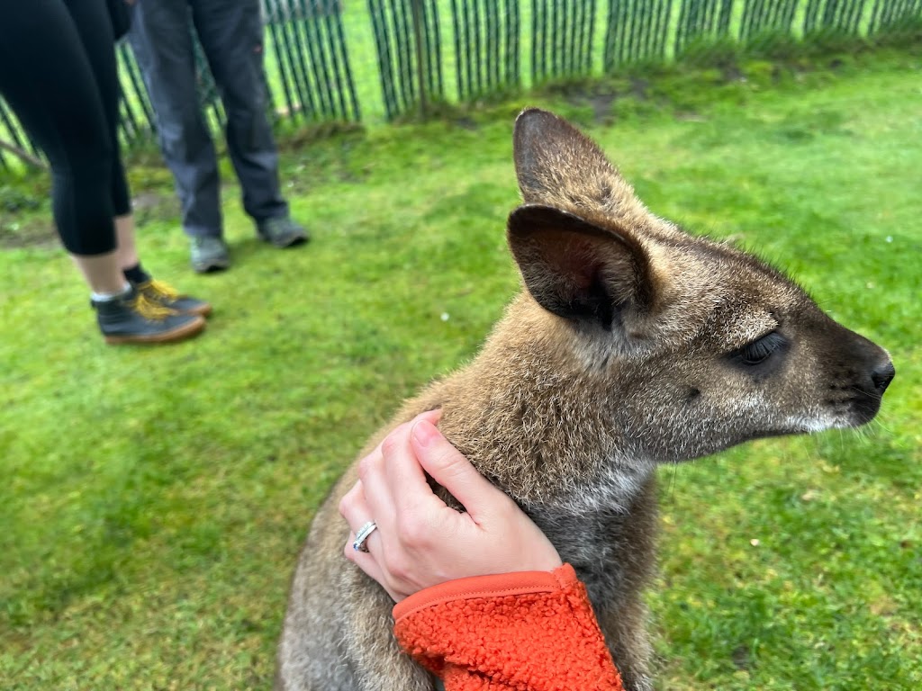 Fall City Wallaby Ranch | 35303 SE Fish Hatchery Rd, Fall City, WA 98024, USA | Phone: (206) 354-8624