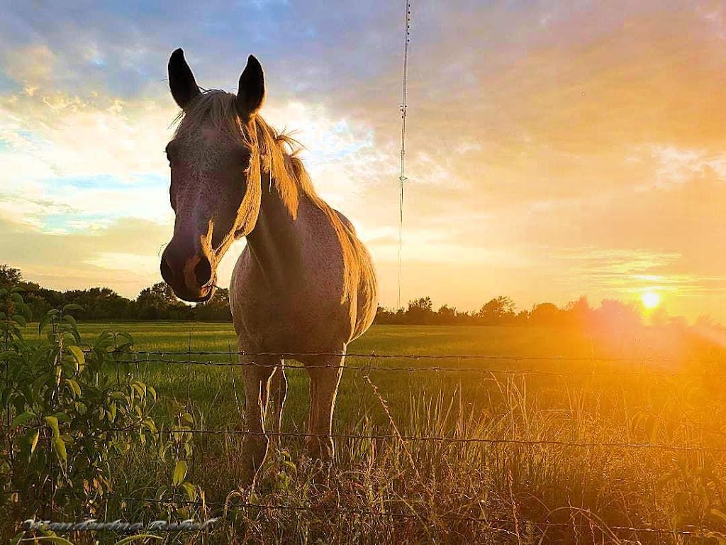 Wandering Rebel Photography | 618 N Main St, Belle Plaine, KS 67013, USA | Phone: (620) 968-7508