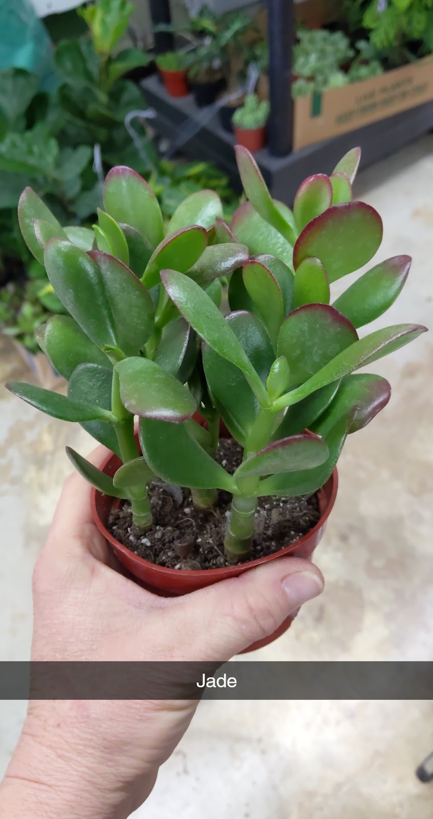 The Garden at Justin Ace Hardware | 1429 W 1st St, Justin, TX 76247, USA | Phone: (940) 648-0099