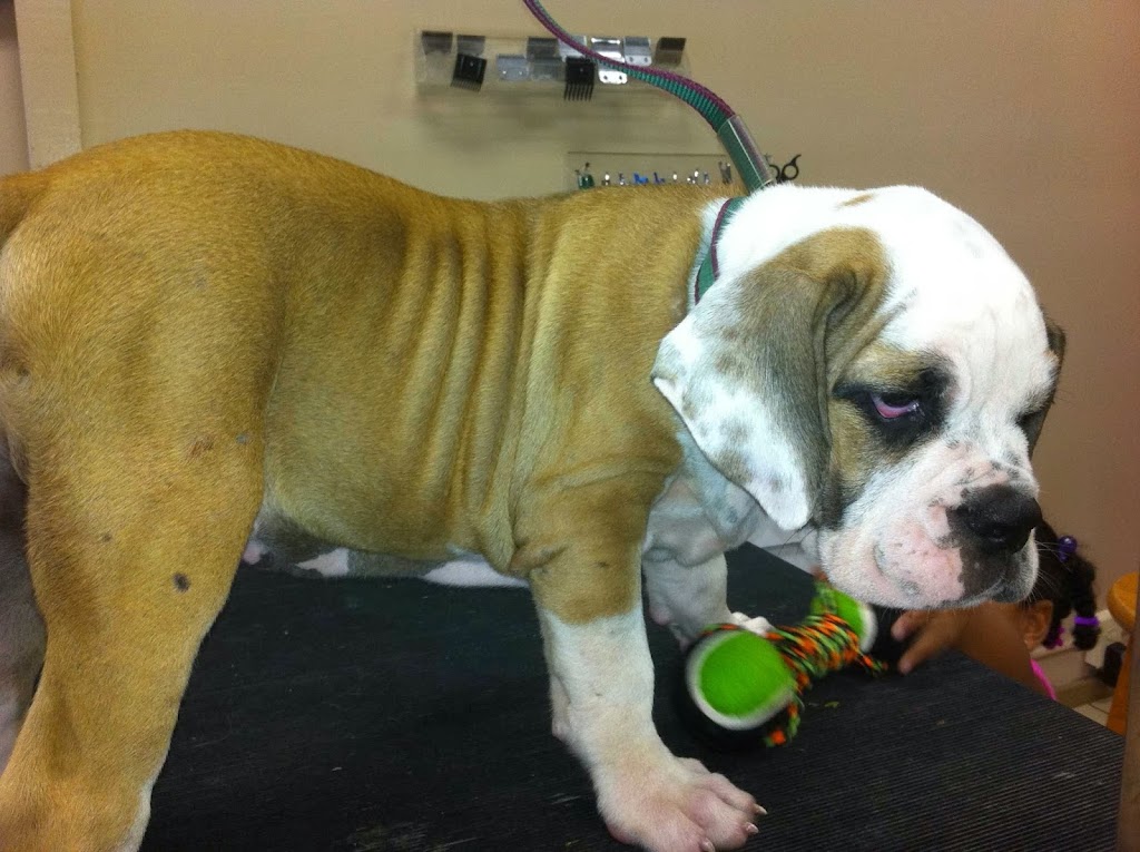 Pet Parlor Pet Grooming ,LLC | 12615 Greenwell Springs Rd, Baton Rouge, LA 70814, USA | Phone: (225) 275-7848