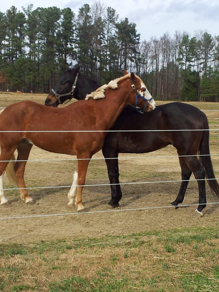 Countyline Equestrian Center | 2616 NC-98, Louisburg, NC 27549, USA | Phone: (919) 271-0417