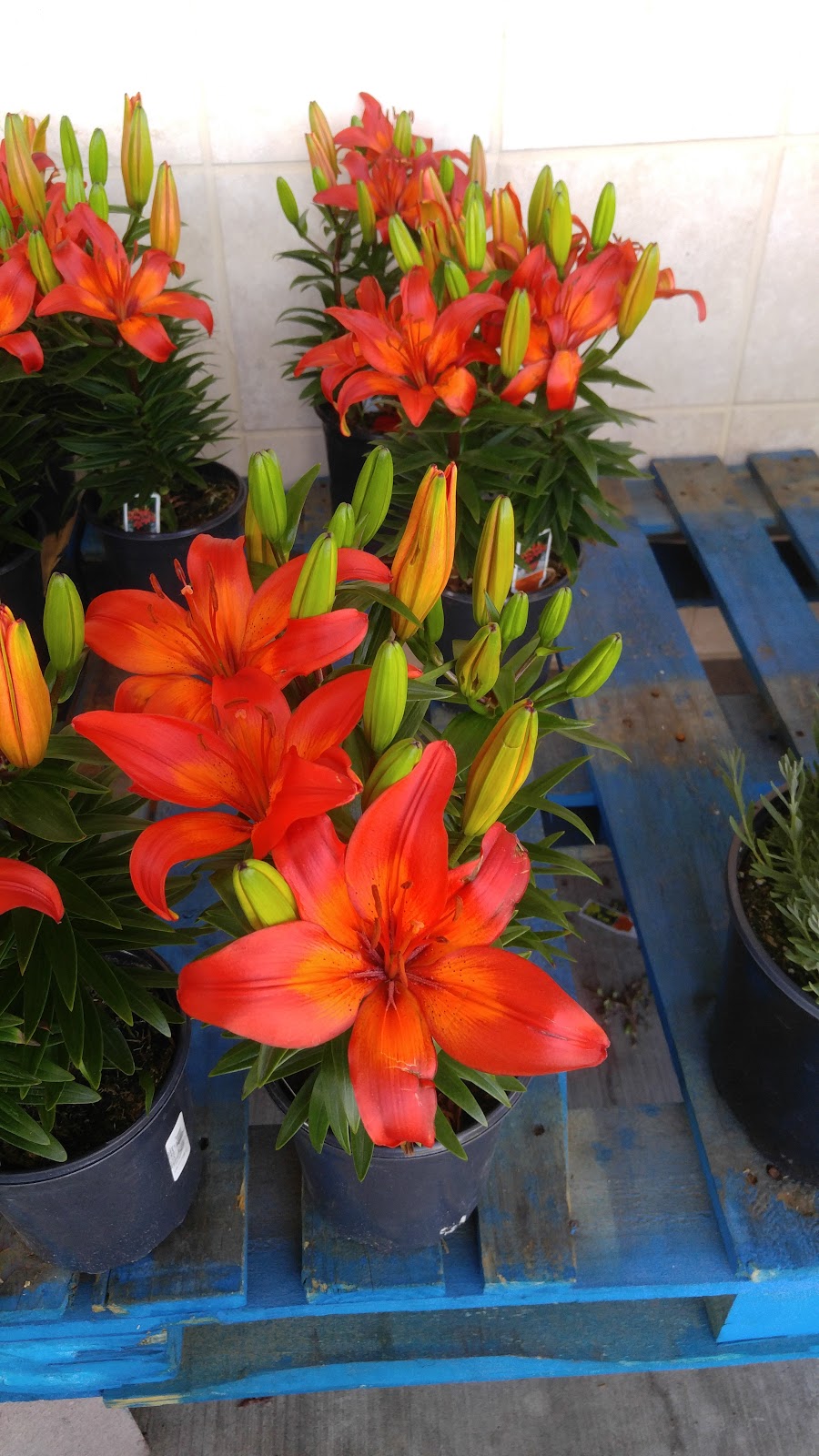 Albertsons Market | 12201 Academy Rd NE, Albuquerque, NM 87111, USA | Phone: (505) 275-7000