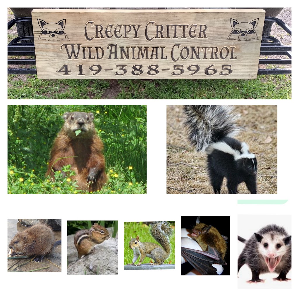 CREEPY CRITTER WILD ANIMAL CONTROL | 8077 US-20, Delta, OH 43515 | Phone: (419) 388-5965