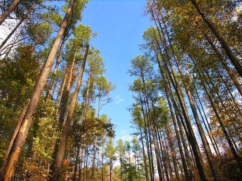 Carolina Forestry Inc | 314 Millbrook Rd # 121, Raleigh, NC 27609, USA | Phone: (919) 510-4663